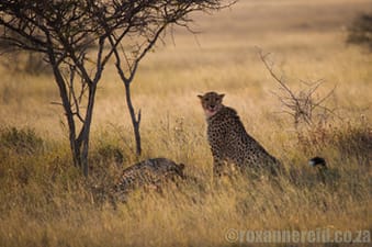 Cheetah and cub on a kill, Etosha National Park