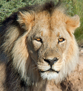 Lion, Kgalagadi Transfrontier Park