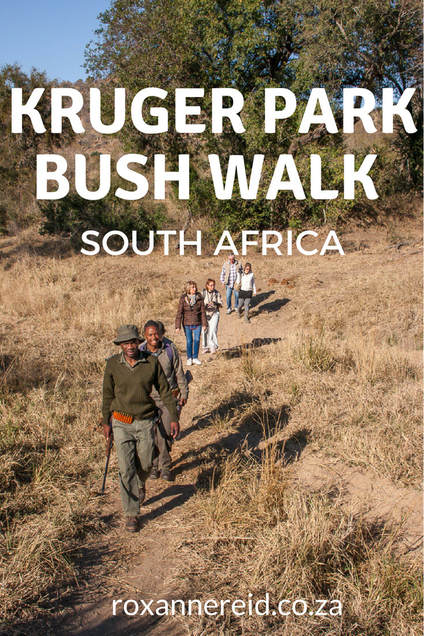 Why to join a guided bush walk in Kruger National Park #SouthAfrica #travel #safari #wildlife