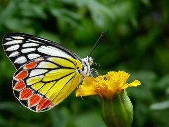 Wacky facts about butterflies, fun facts about butterflies