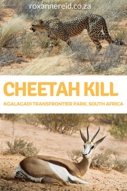 Cheetah kill: life and death in the Kgalagadi Transfrontier Park #SouthAfrica #travel #safari