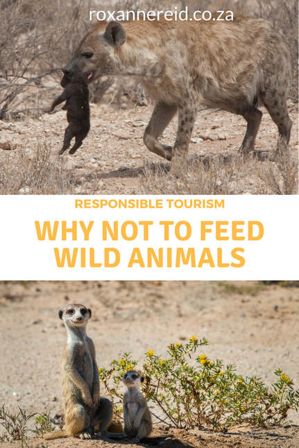 Why not to feed wild animals #Responsibletravel #wildlife #travel