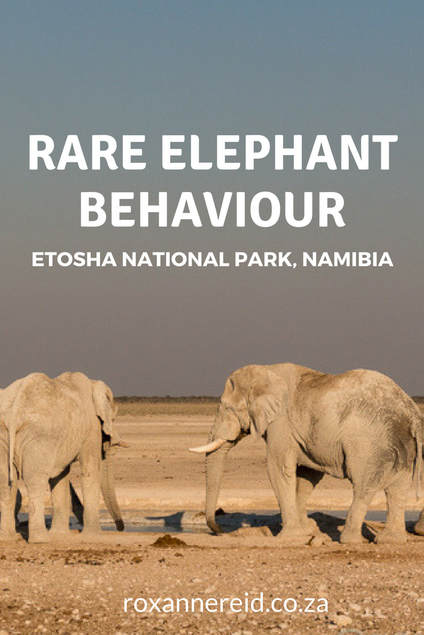 Rare elephant behaviour at Etosha National Park #Namibia #Etosha #elephants