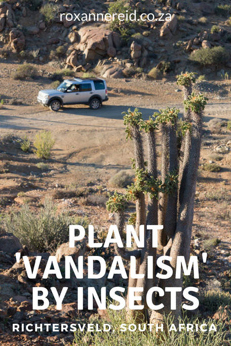 Plant 'vandalism' by insects at Richtersveld, South Africa #Richtersveld #Halfmens #SouthAfrica