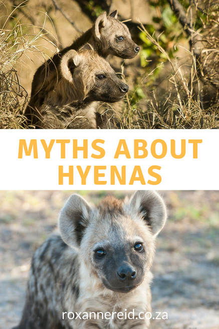 Don't believe these myths about hyenas #Africa #wildlife