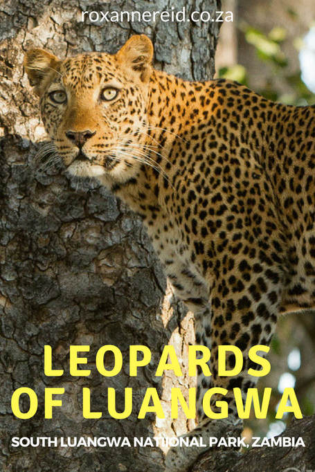 Leopards of South Luangwa National Park, Zambia #Africa #safari #wildlife