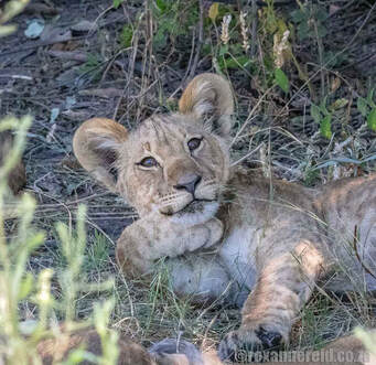 Lion cub on the Selinda Reserve, Linyanti Botswana
