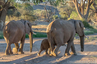 Stay at Twyfelfontein lodge and see desert-adapted elephants