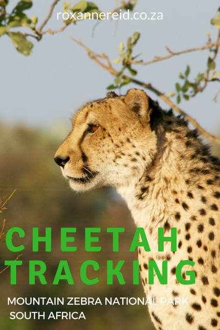 Cheetah tracking in the Mountain National Zebra Park in the Karoo #SouthAfrica #cheetahs #safari