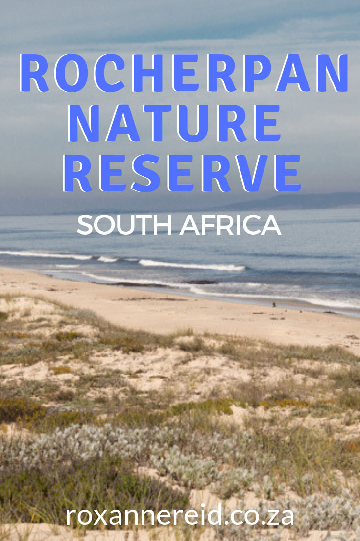 Find out why to visit Rocherpan Nature Reserve on the Cape West Coast, South Africa, for Rocherpan accommodation in lovely eco-cabins, walks along the beach, hiking trails, birding in bird hides along the edge of the pan or along the coastline. #Rocherpan #RocherpanNatureReserve #nature