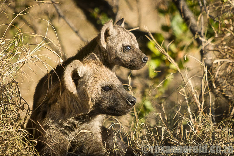 Spotted hyena with cub, Kruger National Park, South Africa