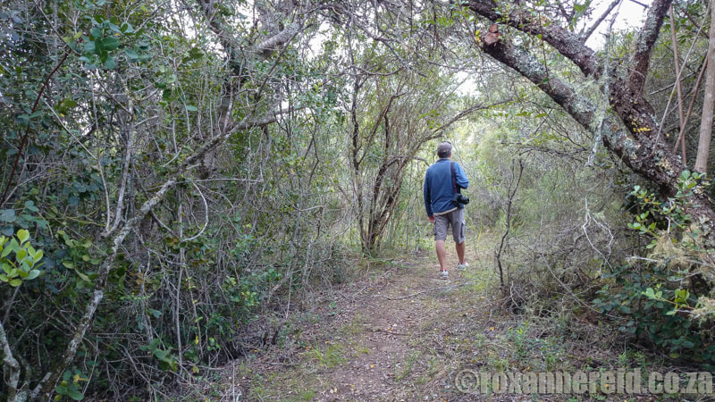 Highlights of the Garden Route - walks through the forest