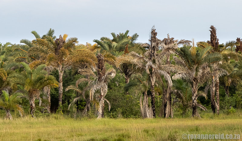Kosi Forest Lodge activities - raffia palm tree walk on the Elephant Coast, KwaZulu-Natal