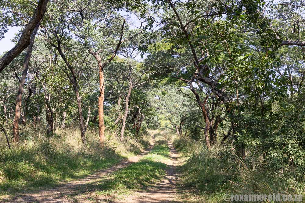 Forested gravel road in Ndumo Game Reserve, KwaZulu-Natal
