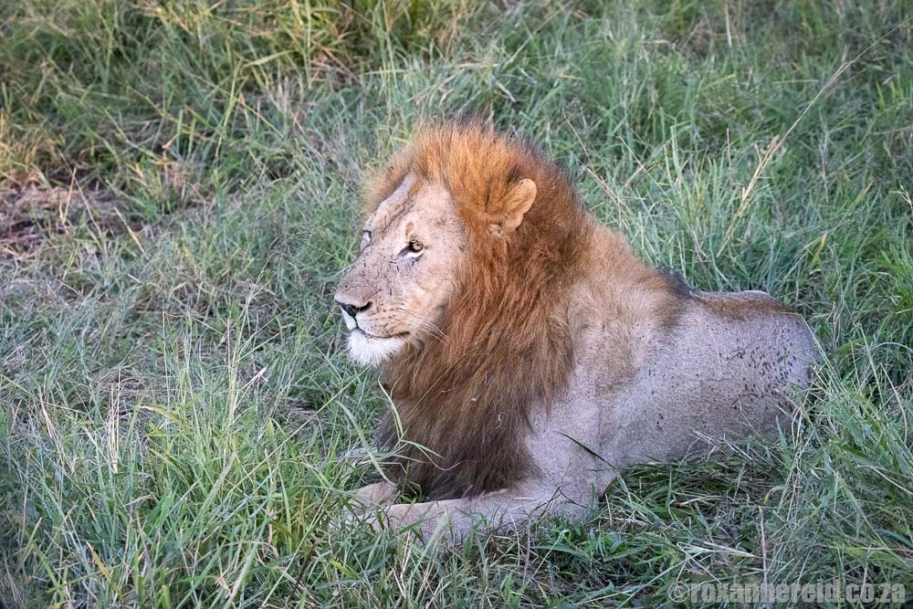 Lion at Thanda private game reserve