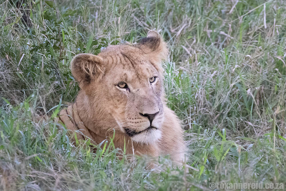 Lion at Manyoni, one of the Big 5 game reserves in KZN
