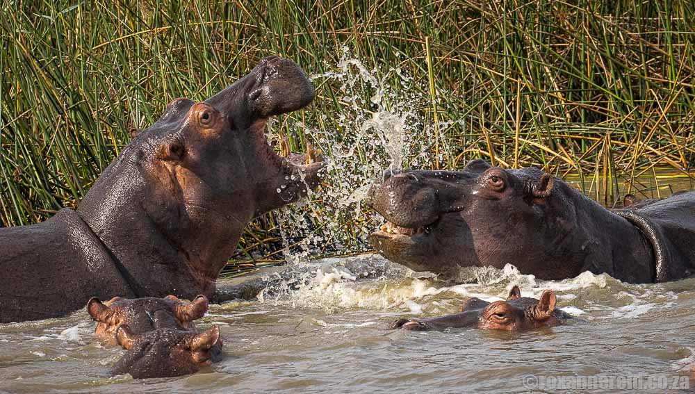 Hippos seen on St Lucia boat tours with HeritageTours & Safaris
