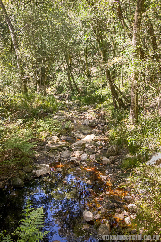 Forest stream at Grootvadersbosch Nature Reserve