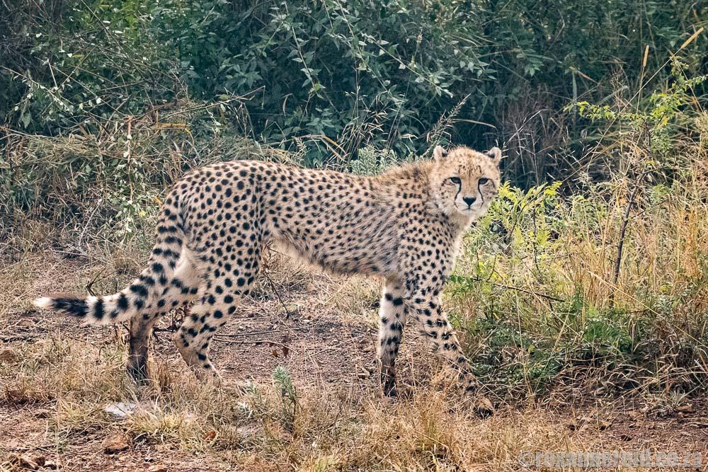 Cheetah on the Munyawana Conservancy, KZN