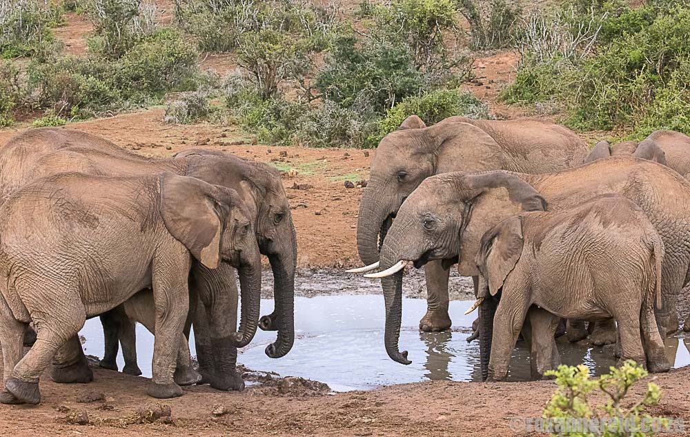 What do elephants eat and how much do they drink ?