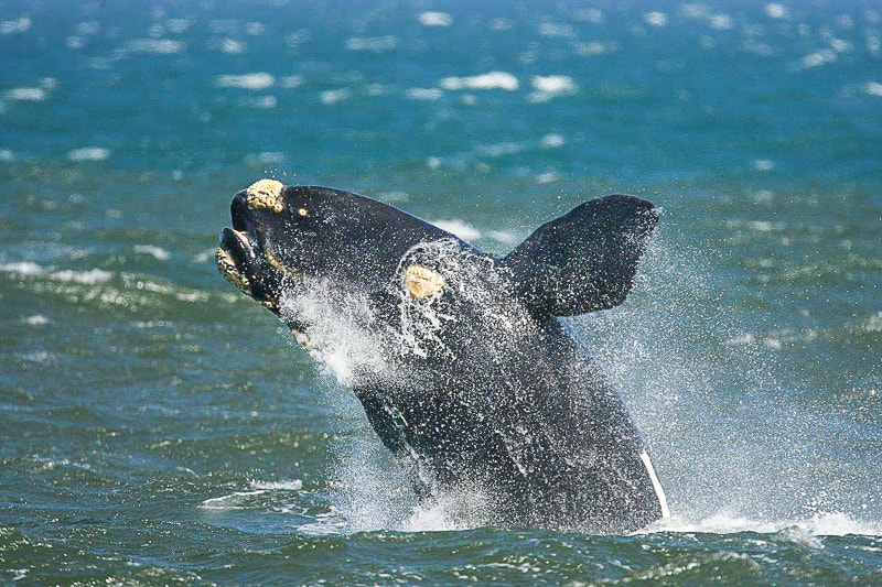 Things to do in Stanford Western Cape: whalewatching