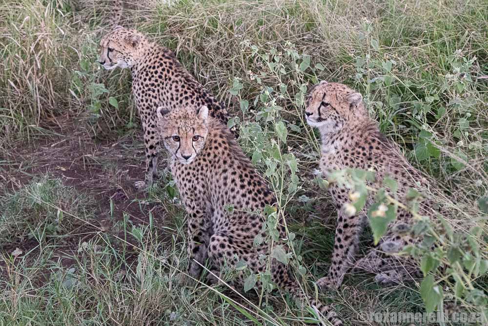 See cheetahs on a South African safari on Thanda private game reserve
