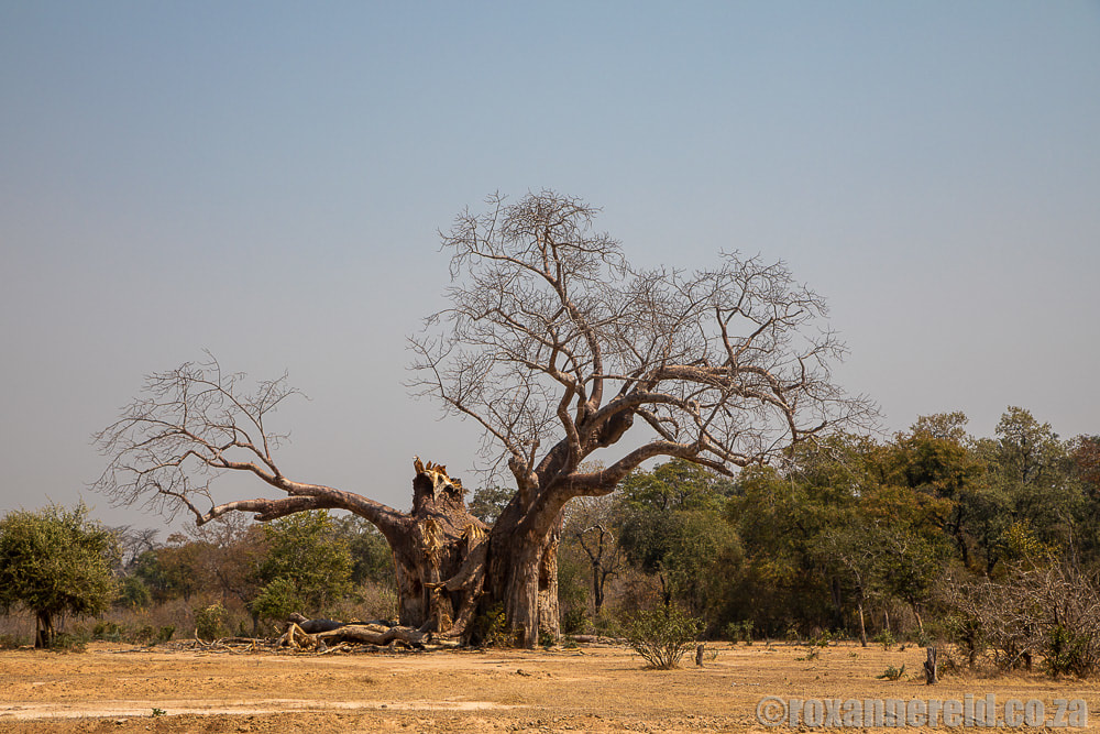 Chief Chikwenya's burial baobab, Mana Pools Zimbabwe