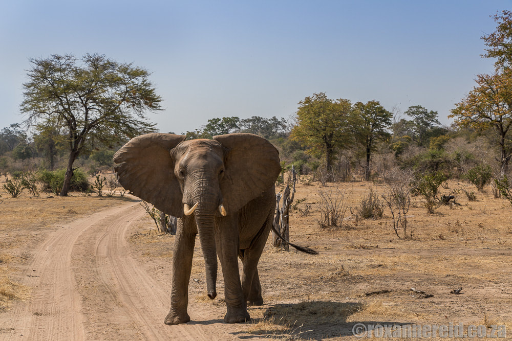 Elephant on a Zimbabwe safari, Sapi Concession