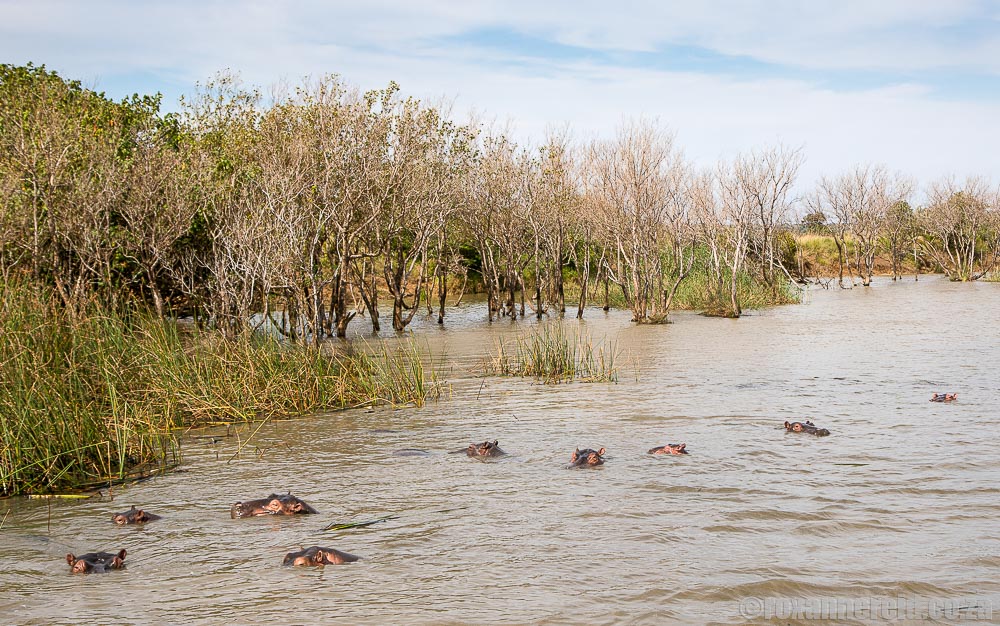 Hippos and magroves in the St Lucia Estuary