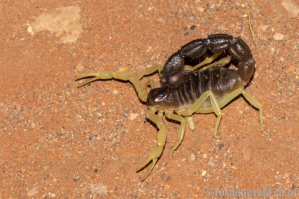 See scorpions on your Namibia holidays