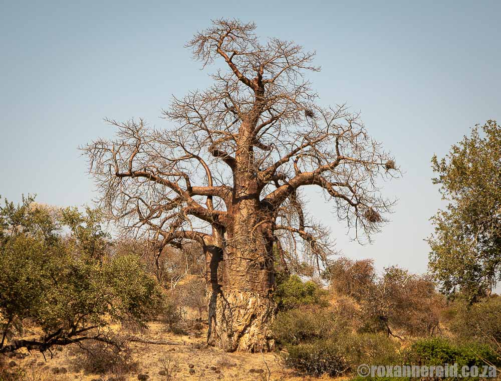 Baobab tree near Crooks Corner Kruger Park