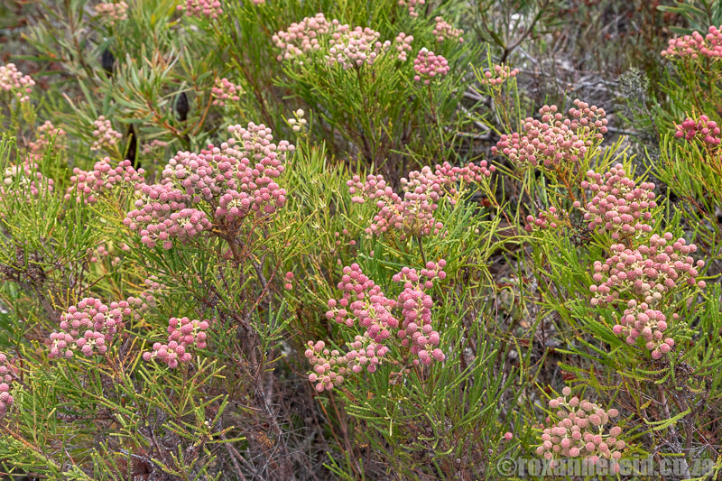 Fynbos in the mountain reserve at Stanford