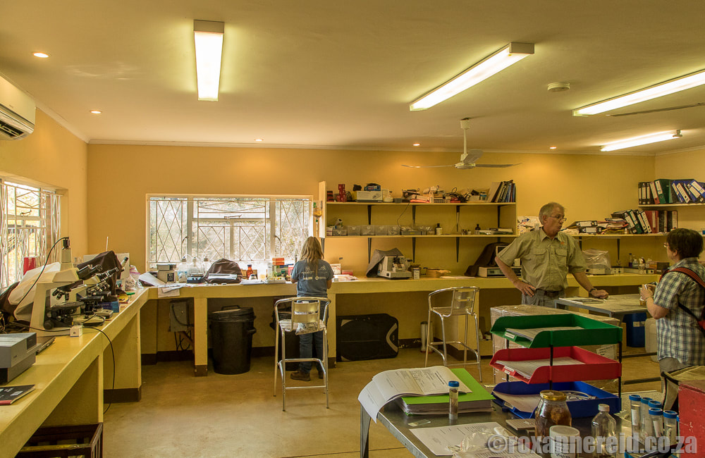 Victoria Falls Wildlife Trust's diagnostic laboratory