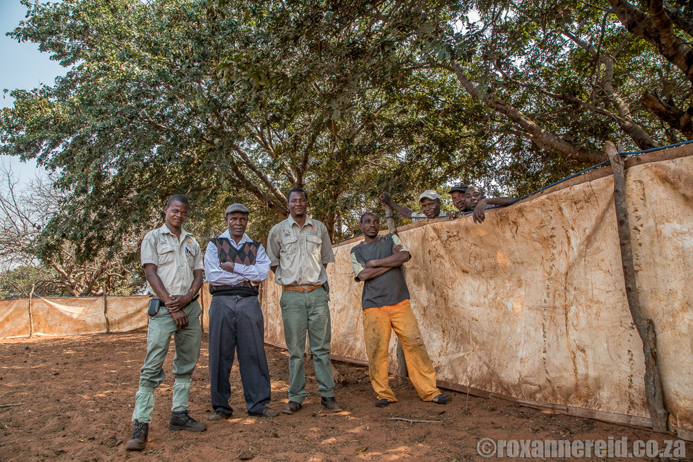 Community guardians and mobile bomas doing good work in conservation, Zimbabwe