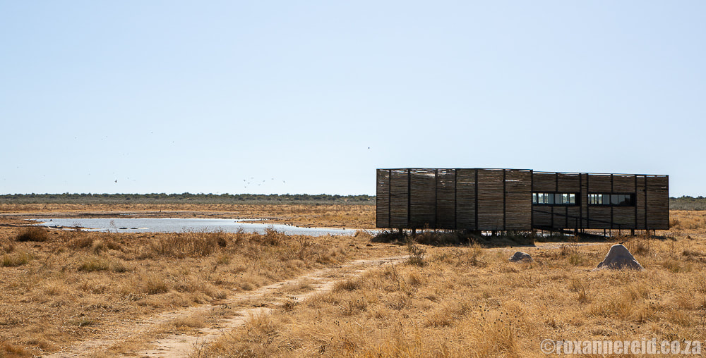 Ontalelo Outpost, private hide for Etosha King Nehale guests, Etosha National Park