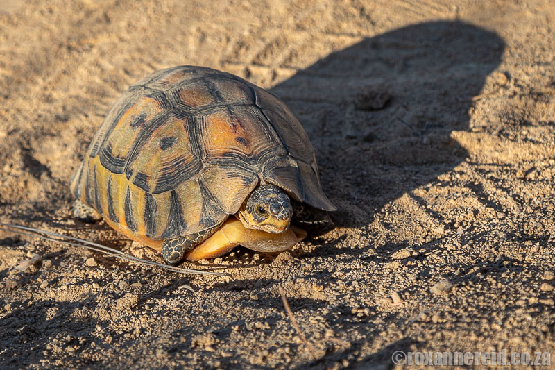 Namaqua National Park animals: angulate tortoise