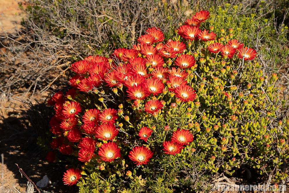Colourful vygies abound at Sanbona Wildlife Reserve on Route 62 in the Little Karoo