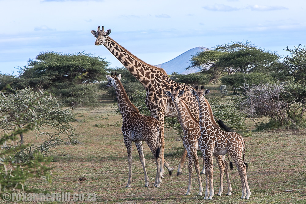Maasai giraffe, Chyulu Hills, Kenya