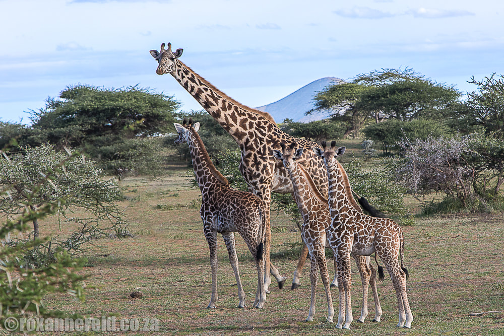 Giraffe, ol Donyo Lodge in Kenya’s Chyulu Hills