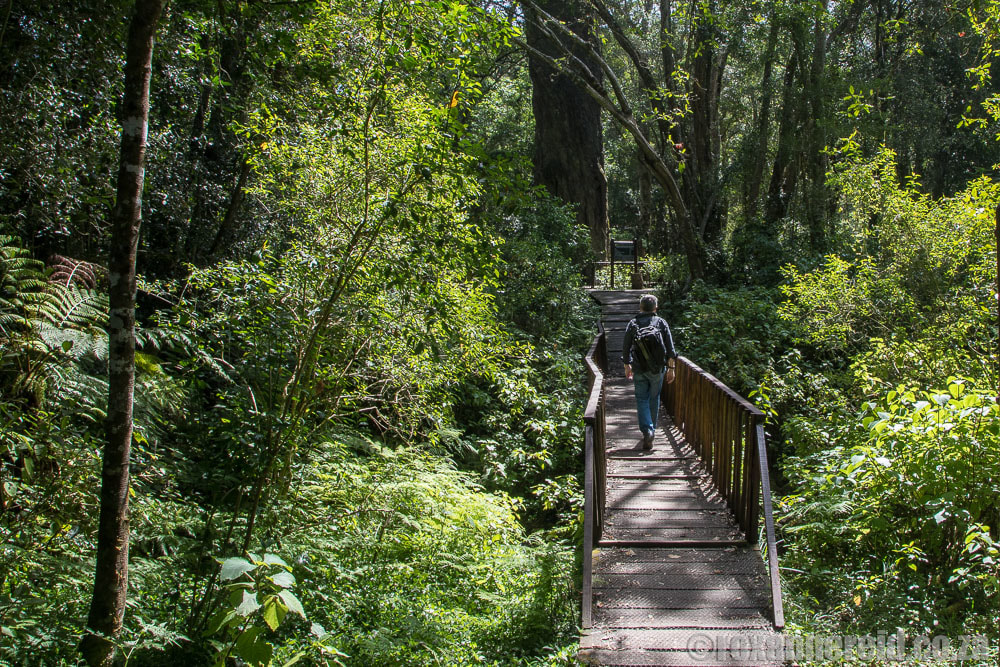 What to do in Wilderness: walk in the forests