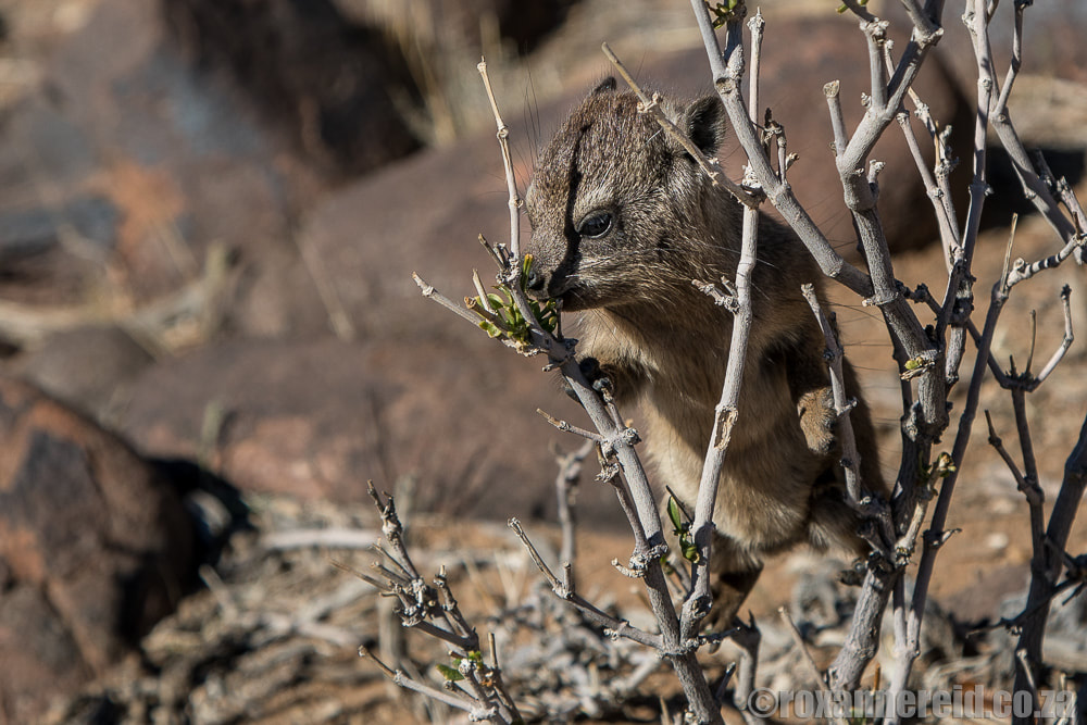 Rock hyrax (dassie) at the Quiver Tree Forest, Namibia