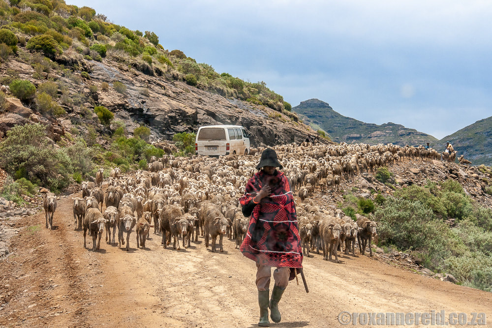 Sheep traffic on the road to Semonkong