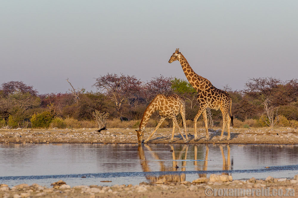 Giraffes drinking at an Etosha waterhole