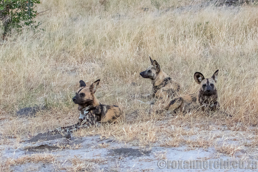 Wild dogs, DumaTau, Linyanti, Botswana