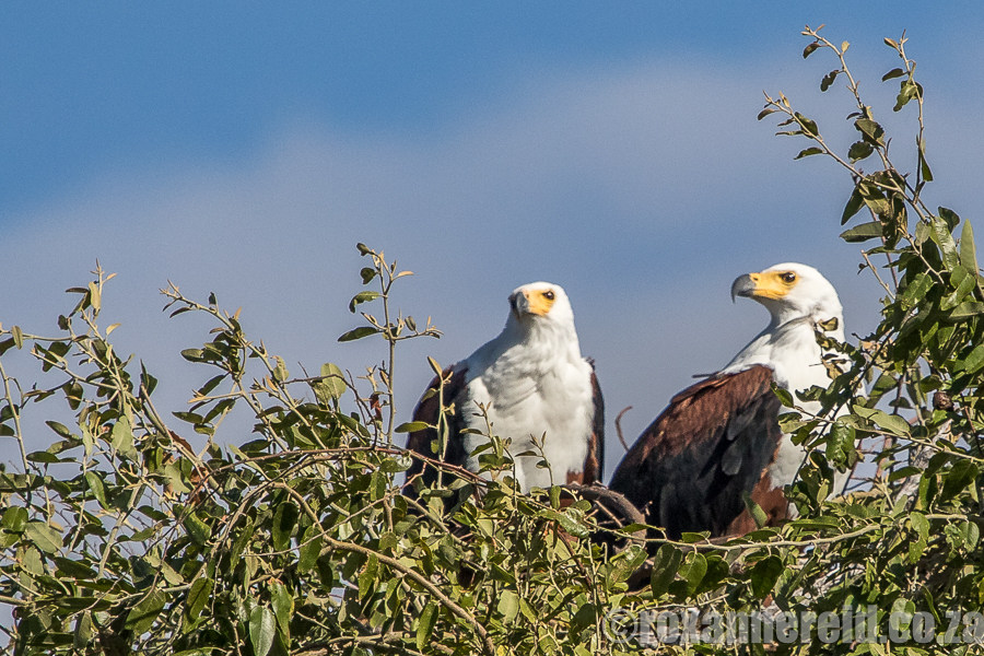 Fish-eagles, Chobe, Botswana