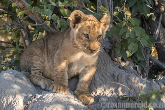 Lion cub, Selinda Camp, Great Plains Conservation, Botswana