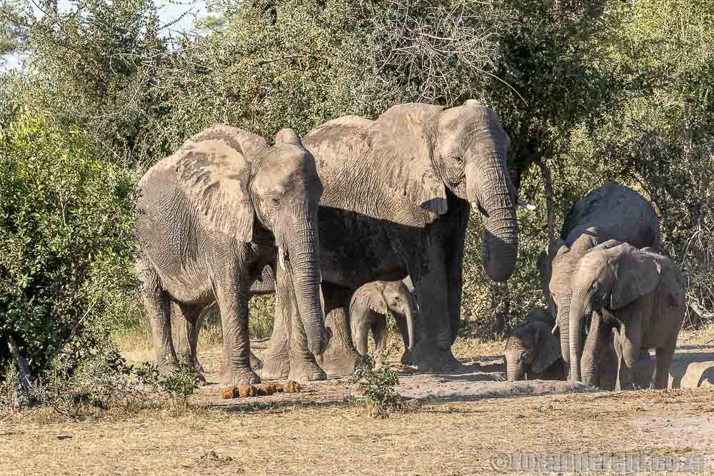 Elephants, Bwabwata National Park, Namibia