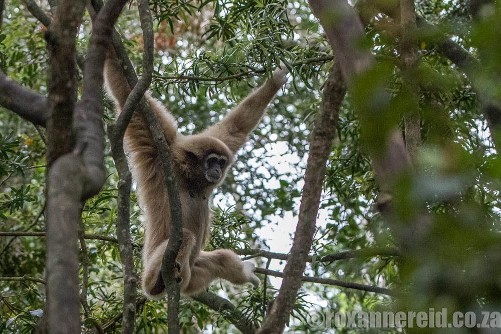 Gibbon, Monkeyland, Garden Route