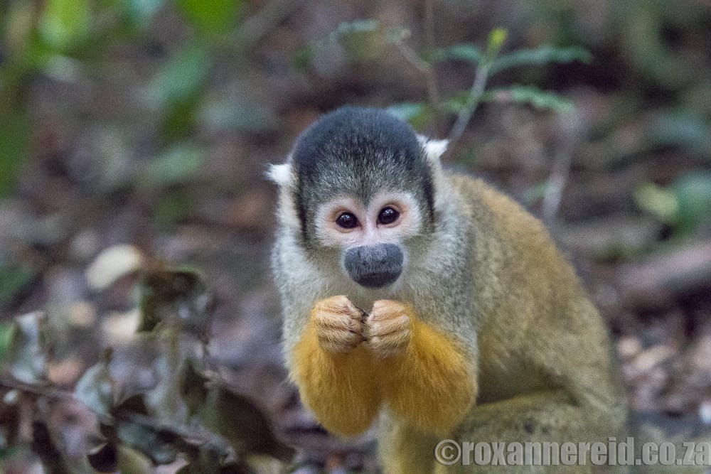 Squirrel monkey, Monkeyland, Garden Route