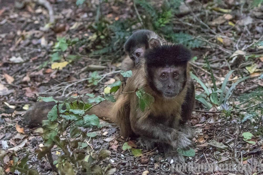 Hooded capuchin, Monkeyland, Garden Route